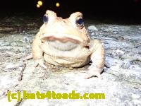 /home//u458753944/public_html/sourcegallery//////Roxborough Toad Detour/2020/2020-03-20/P3200365.JPG